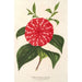 Reproduktion des Gemäldes Camellia Stella Polare - Charles Antoine Lemaire
