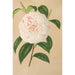 Camellia Virginia Franco - Charles Antoine Lemaire — Ansicht des Kunstwerks