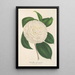Reproduktion des Gemäldes Camellia planipetala - Charles Antoine Lemaire