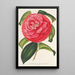 Camellia reticulata var. flore pleno - Charles Antoine Lemaire — gerahmtes Bild an der Wand