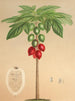 Carica erythrocarpa - Charles Antoine Lemaire — Ansicht des Kunstwerks