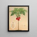 Carica erythrocarpa - Charles Antoine Lemaire — gerahmtes Bild an der Wand
