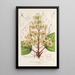 Catalpa Kaempferi - Charles Antoine Lemaire — gerahmtes Bild an der Wand