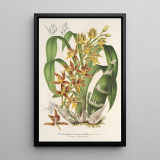 Charles Antoine Lemaire - Catasetum trimerochilum.webp