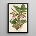 Reproduktion des Gemäldes Cattleya Aclandiae - Charles Antoine Lemaire
