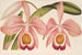 Cattleya Eldorado splendens - Charles Antoine Lemaire — Ansicht des Kunstwerks