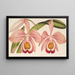 Cattleya Eldorado splendens - Charles Antoine Lemaire — gerahmtes Bild an der Wand