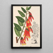 Ceratostema speciosum - Charles Antoine Lemaire — gerahmtes Bild an der Wand
