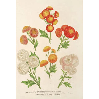 Charles Antoine Lemaire - Chrysanthmes nouveaux Lilluputiens.webp
