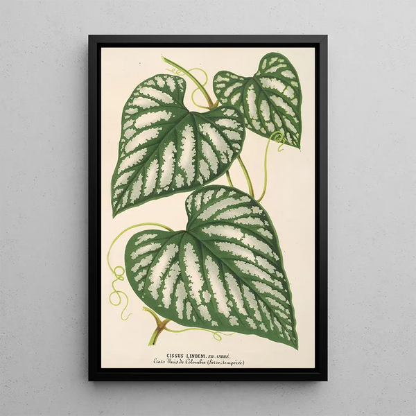 Charles Antoine Lemaire - Cissus Lindeni.webp