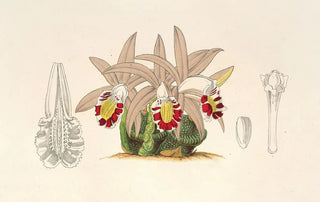 Charles Antoine Lemaire - Clogyne lagenaria.webp