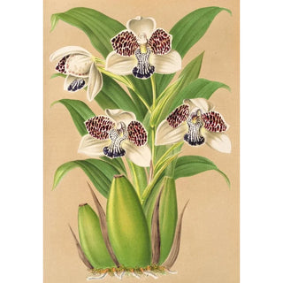 Charles Antoine Lemaire - Colax jugosus.webp