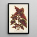 Reproduktion des Gemäldes Coleus Verschaffeltii - Charles Antoine Lemaire