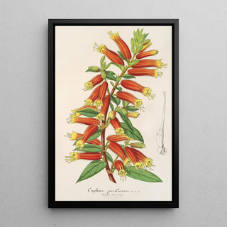 Charles Antoine Lemaire - Cypha Cuphea jorullensis.webp