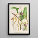 Cypripedium Stonei - Charles Antoine Lemaire — gerahmtes Bild an der Wand