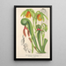 Reproduktion des Gemäldes Darlingtonia californica - Charles Antoine Lemaire