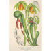 Reproduktion des Gemäldes Darlingtonia californica - Charles Antoine Lemaire
