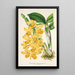 Reproduktion des Gemäldes Dendrobium chrysotoxum - Charles Antoine Lemaire