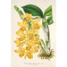 Reproduktion des Gemäldes Dendrobium chrysotoxum - Charles Antoine Lemaire