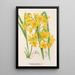 Dendrobium dixanthum - Charles Antoine Lemaire — gerahmtes Bild an der Wand