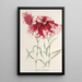 Dianthus cincinnatus - Charles Antoine Lemaire — gerahmtes Bild an der Wand