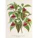 Reproduktion des Gemäldes Diervilla Weigelia multiflora - Charles Antoine Lemaire