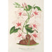 Dipladenia nobilis - Charles Antoine Lemaire — Ansicht des Kunstwerks