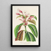 Dipteracanthus Herbstii - Charles Antoine Lemaire — gerahmtes Bild an der Wand