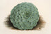 Echeveria rosacea - Charles Antoine Lemaire — Ansicht des Kunstwerks