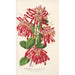 Embothrium coccineum - Charles Antoine Lemaire — Ansicht des Kunstwerks