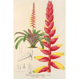 Charles Antoine Lemaire - Encholirium corallinum.webp