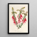 Reproduktion des Gemäldes Epacris miniata - Charles Antoine Lemaire
