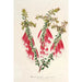 Reproduktion des Gemäldes Epacris miniata - Charles Antoine Lemaire