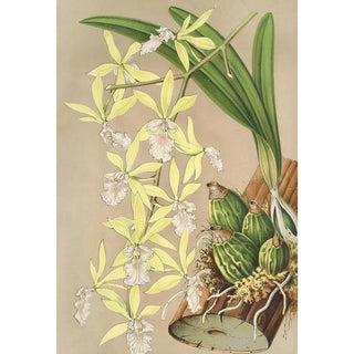 Charles Antoine Lemaire - Epidendrum ambiguum.webp