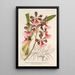 Epidendrum atropurpureum var roseum - Charles Antoine Lemaire — gerahmtes Bild an der Wand