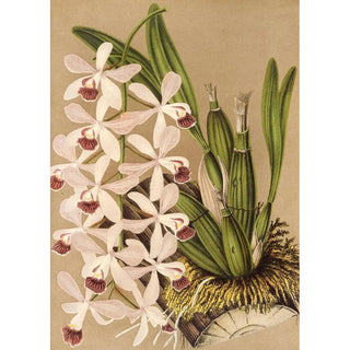 Charles Antoine Lemaire - Epidendrum conspicuum.webp