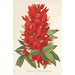 Reproduktion des Gemäldes Erythrina hybrida Marie Bellanger - Charles Antoine Lemaire