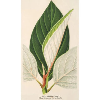 Charles Antoine Lemaire - Ficus dealbata.webp