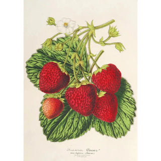 Charles Antoine Lemaire - Fraisier Oscar.webp