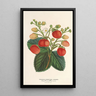 Charles Antoine Lemaire - Fraisier perptuel Ananas.webp