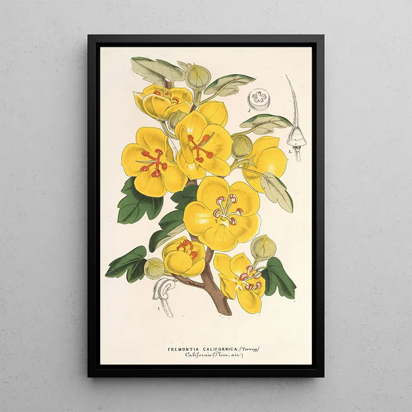 Charles Antoine Lemaire - Fremontia californica.webp