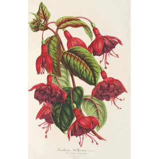 Charles Antoine Lemaire - Fuchsia Solferino.webp