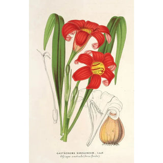 Charles Antoine Lemaire - Gastronema sanguineum.webp