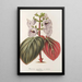 Reproduktion des Gemäldes Gloxinia maculata var. insignis - Charles Antoine Lemaire