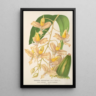 Charles Antoine Lemaire - Gongora portentosa.webp
