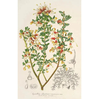 Charles Antoine Lemaire - Grevillea alpestris.webp