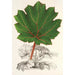 Reproduktion des Gemäldes Gunnera brephogea - Charles Antoine Lemaire