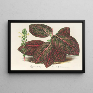 Charles Antoine Lemaire - Gymnostachyum Verschaffeltii.webp