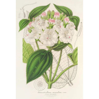 Charles Antoine Lemaire - Heterotrichum macrodon.webp