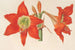Hippeastrum Amaryllis pyrrochroum - Charles Antoine Lemaire — Ansicht des Kunstwerks